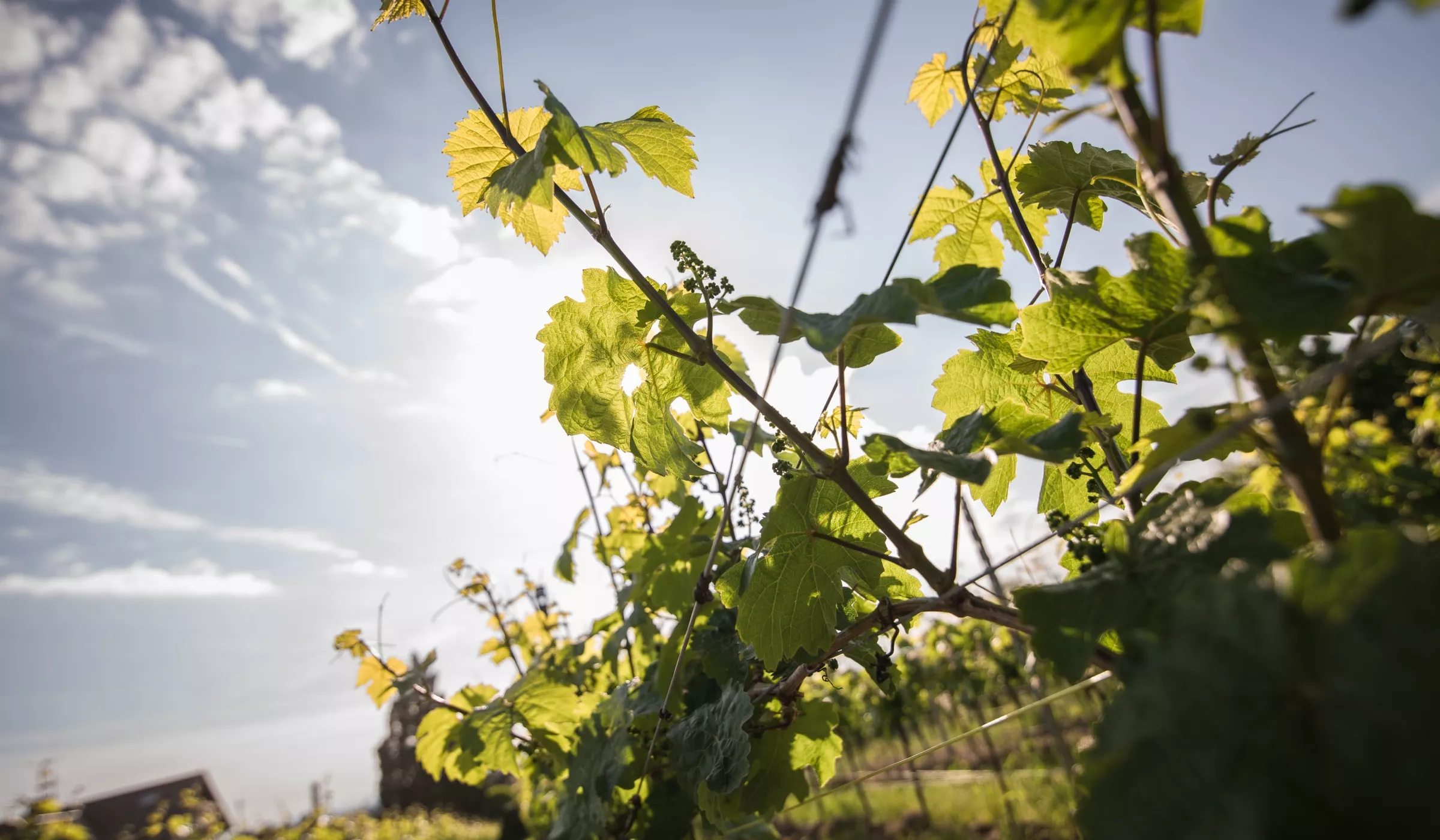 Weinreben mit grünen Blättern und kleinen Trauben werden in einem Weinberg von der Sonne angestrahlt, während im Hintergrund ein blauer Himmel mit vereinzelten Wolken zu sehen ist.